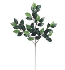 Camellia Leaf Spray, 27" - Two Tone Green