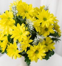 Color Fast Daisy Bush, 17" - Yellow