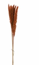 Dried Natural Pampas Grass Bunch, 25" H