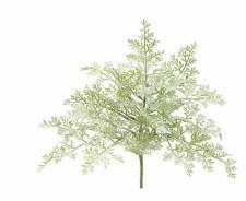 Dusty Miller Bush, 8" - Green & Gray