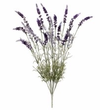 English Lavender Bush, 22" x9 - Lavender
