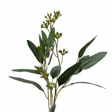 Eucalyptus Berries Pick