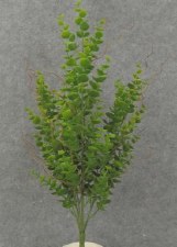 Eucalyptus Bush, 20" - Green