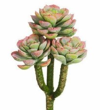 Hen And Chick Pick, 8" - Green & Mauve