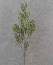 Olive Branch With Olives, 32"