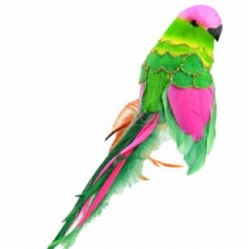 Fancy Tail Parrot on Clip - 9"