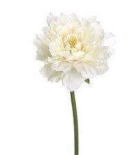 Peony Spray, 19" - Cream Blush