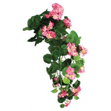Hanging Geranium Bush- Pink