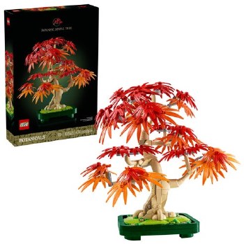Japanese Red Maple