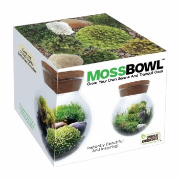 Mossbowl Glass Terrarium