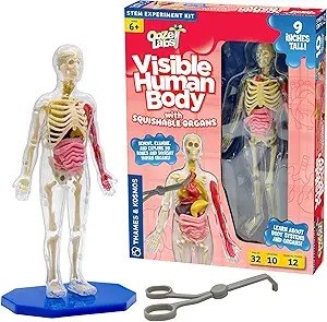 Ooze Labs visible Human body