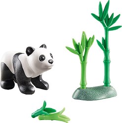 Young Panda