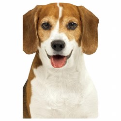 Beagle Mini Notebook