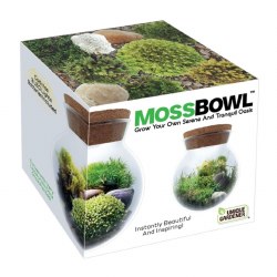 Mossbowl Glass Terrarium