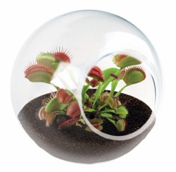 Tiny Terrarium Carnivorous
