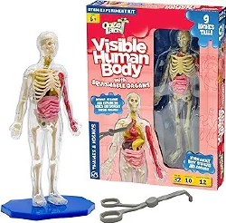 Ooze Labs visible Human body