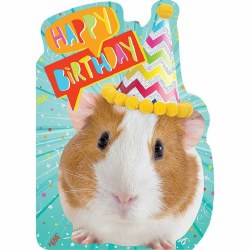 Guinea Pig Foil Card