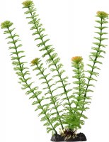 Ambulia (Green) — Extra Large