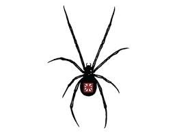 Paetra Spider Dry Riesling 2019