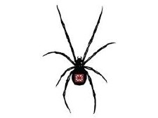 Paetra Spider Dry Riesling 2019