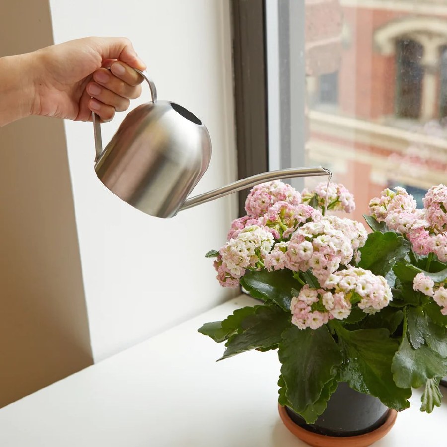 Kikkerland Stainless Steel Watering Can