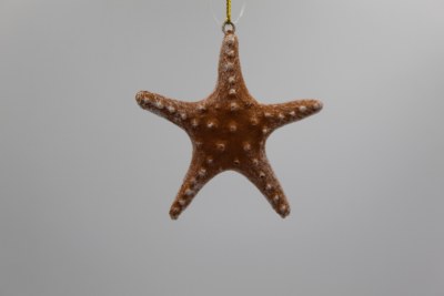 BROWN STARFISH