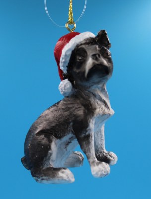 BOSTON TERRIER