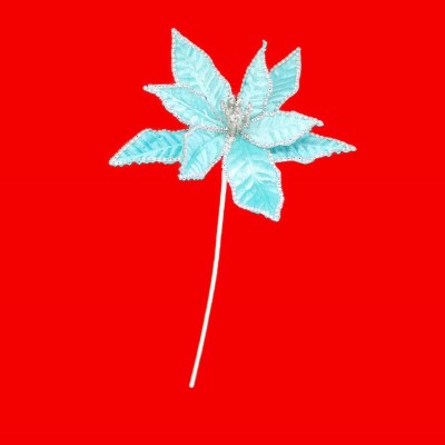BLUE POINTSETTA