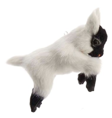 WHITE BABY GOAT