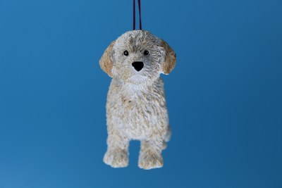 LABRADOODLE