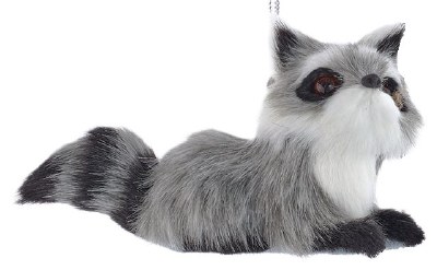 LEFT LOOKING RACCOON