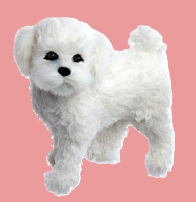 BICHON FRISE