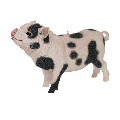 POT BELLIED PIG