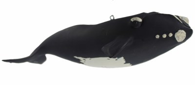 RIGHT WHALE