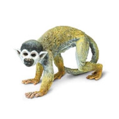 SQUIRREL MONKEY