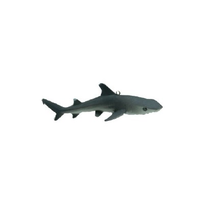 WHITE TIP REEF SHARK