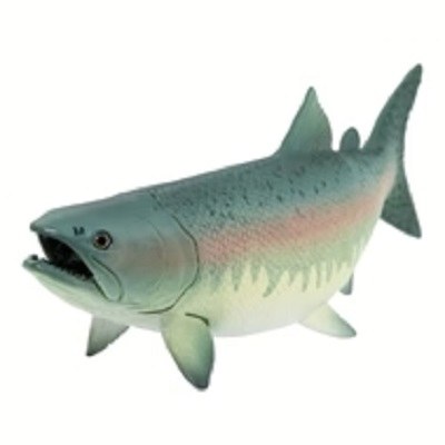 SALMON FISH