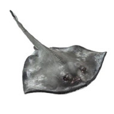STING RAY