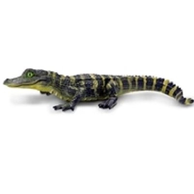 ALLIGATOR BABY