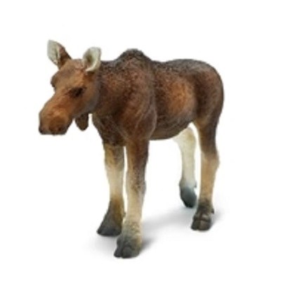 COW MOOSE