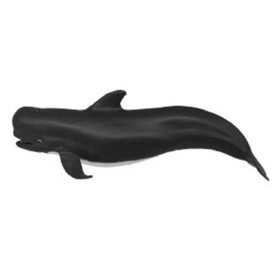 PILOT WHALE