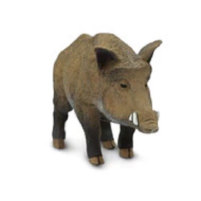 BOAR