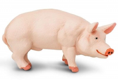 BOAR