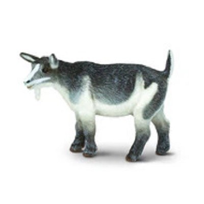 PYGMY NANNY GOAT