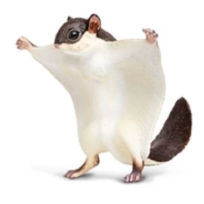FLYING SQUIRREL