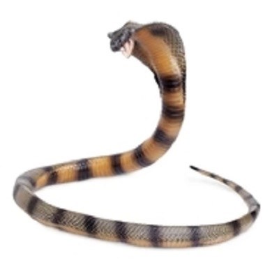 COBRA