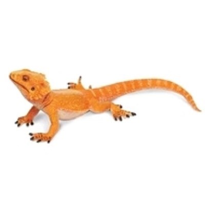 BEARDED DRAGON