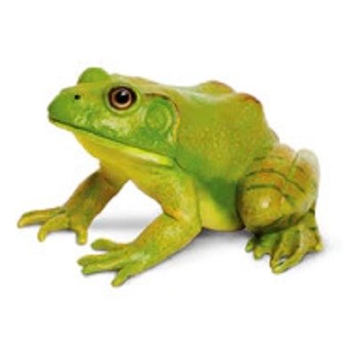 AMERICAN BULLFROG