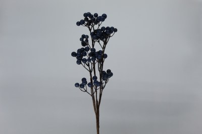 BLUE BERRY PICK