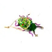 FOREST FLOOR BUGS